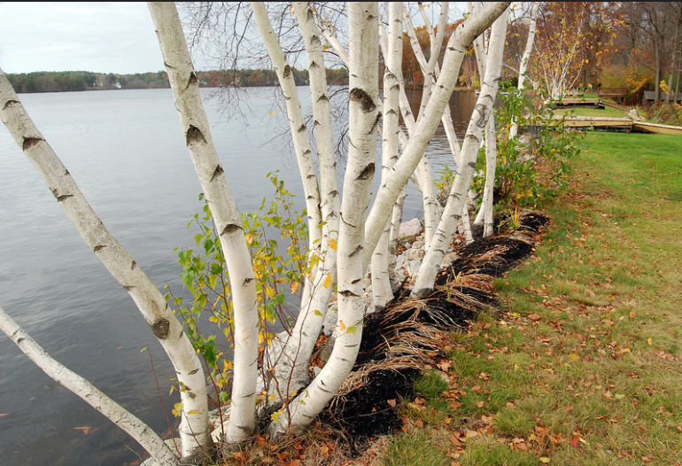 White Birch at Dike