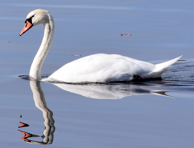 Willett Pond Swan